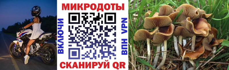 Купить  Дорогобуж  Псилоцибиновые грибы MAGIC MUSHROOMS 
